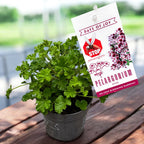 Muscate antitantari parfumate - Pelargonium 'Nova' Mosquitaway