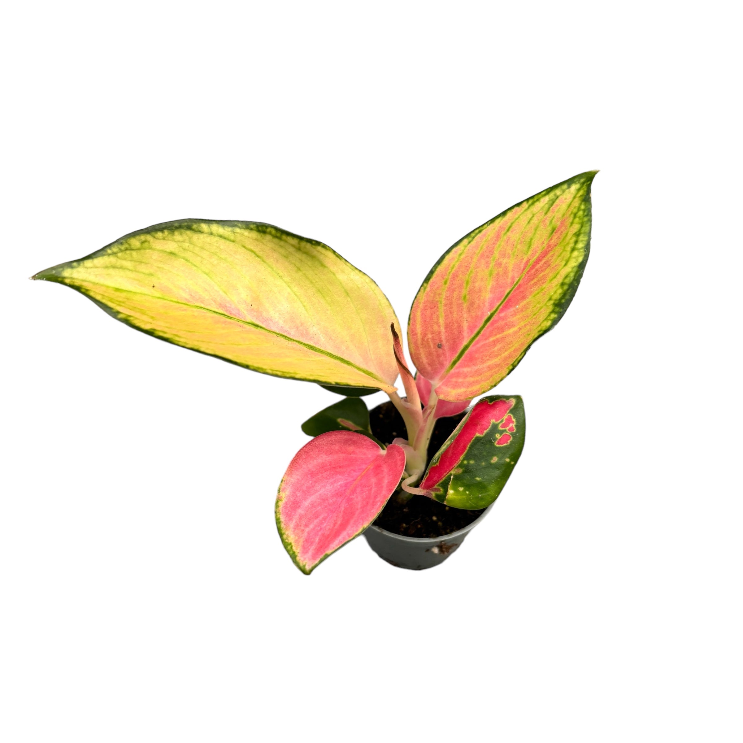 Aglaonema 'Red Dragon' *babyplant