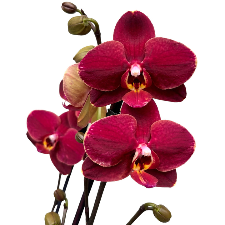 Phalaenopsis Ola