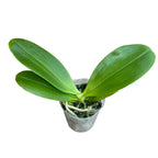 Phalaenopsis YangYang Prince - flori cerate parfumate