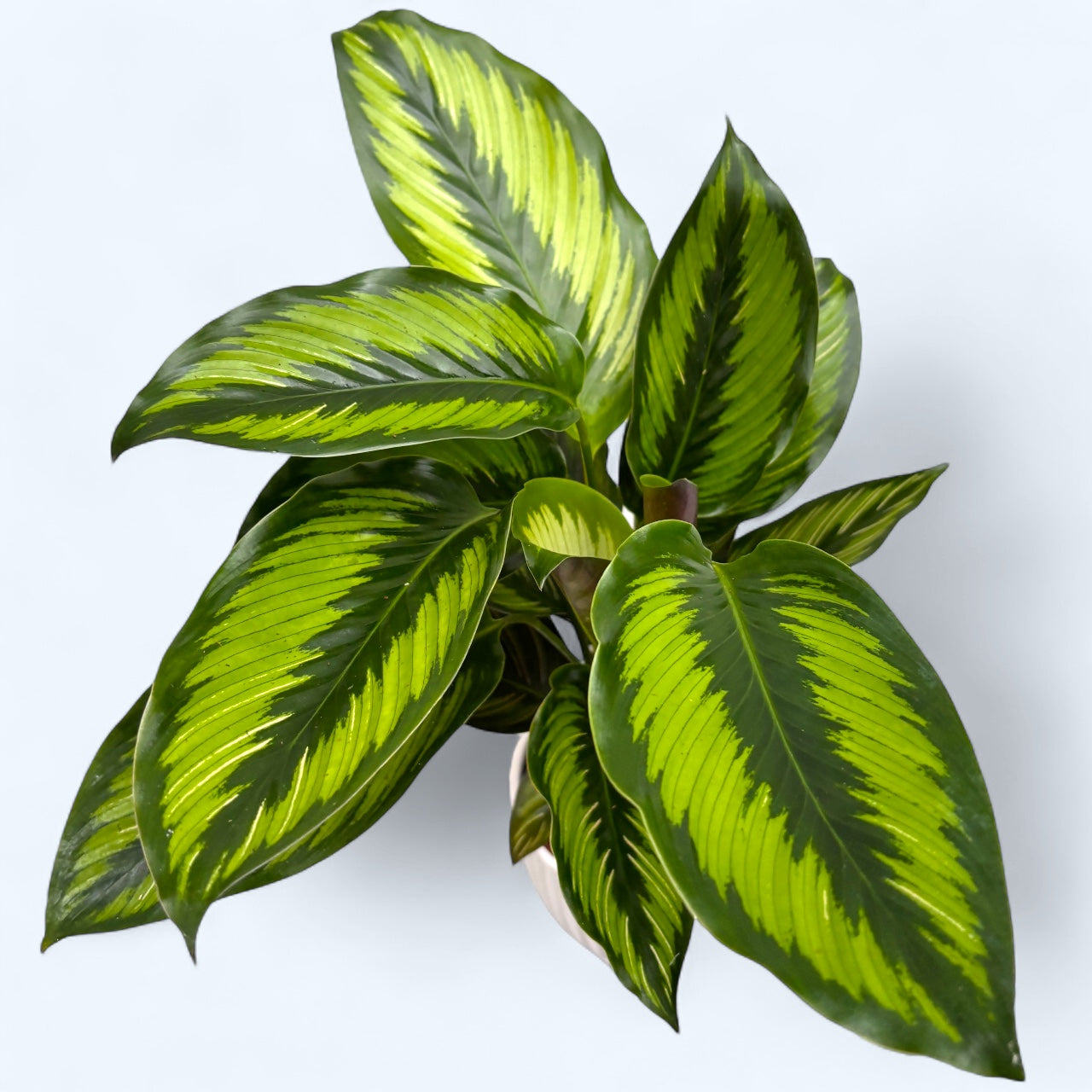 Calathea ‘Beauty Star’ (Pinstripe) – frunzis tropical in dungi elegante