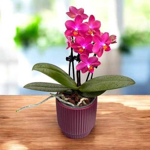 Phalaenopsis Secret Fragrance (Aromio Floral) intensely fragrant flowers D9