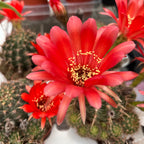 Echinopsis cv. ‘Maria Piazza’ – nagy virágú kaktusz