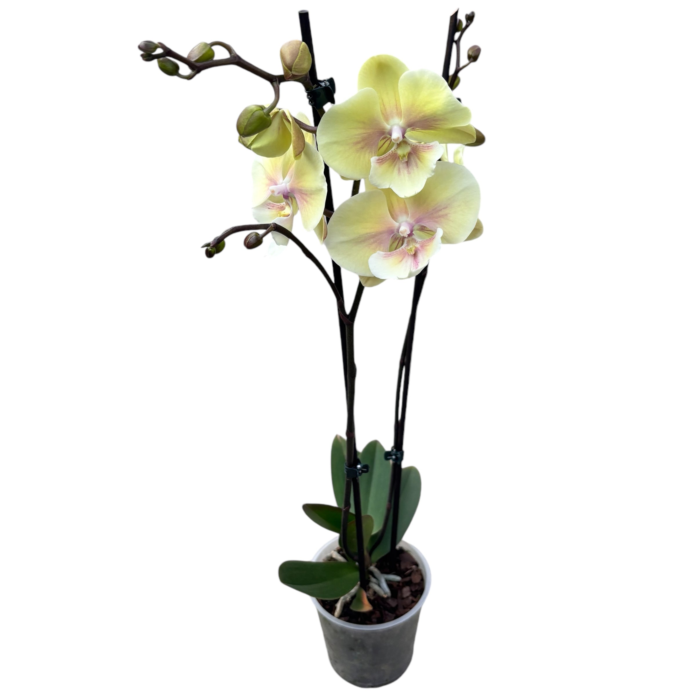 Phalaenopsis ‚Alice‘ Große Lippe