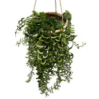 Aeschynanthus Twister (Biljka ruž za usne, Planta Ruj) - XL primjerci