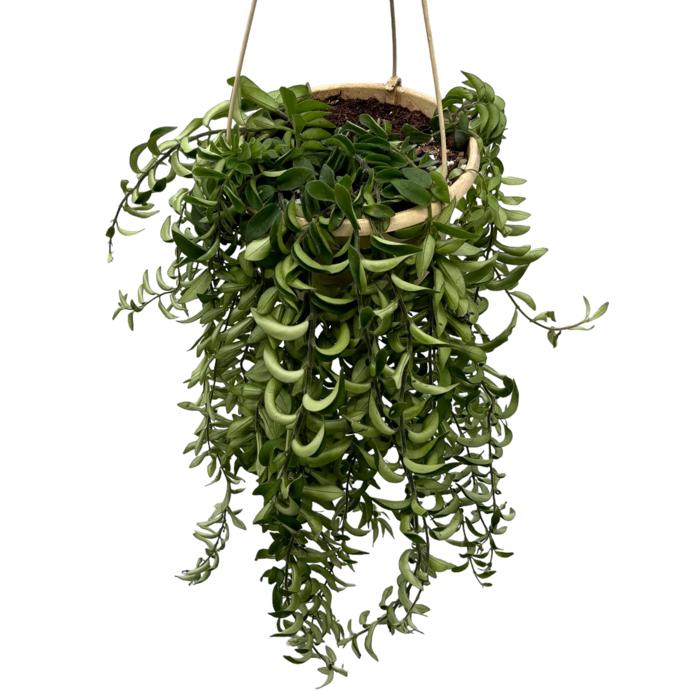 Aeschynanthus Twister (Lipstick plant, Planta Ruj) - exemplare XL