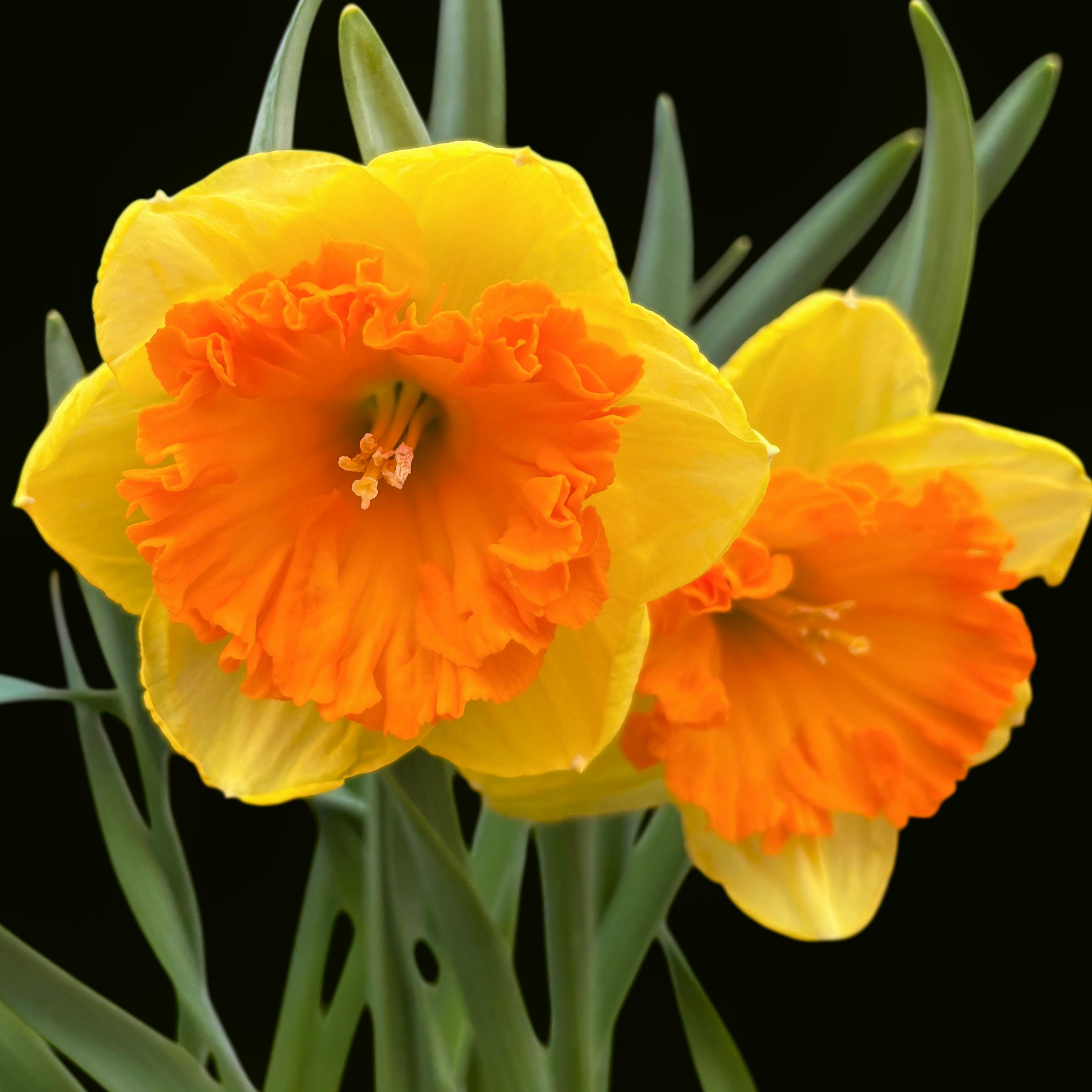 Špeciálne narcisy - Narcissus 'Corsage'