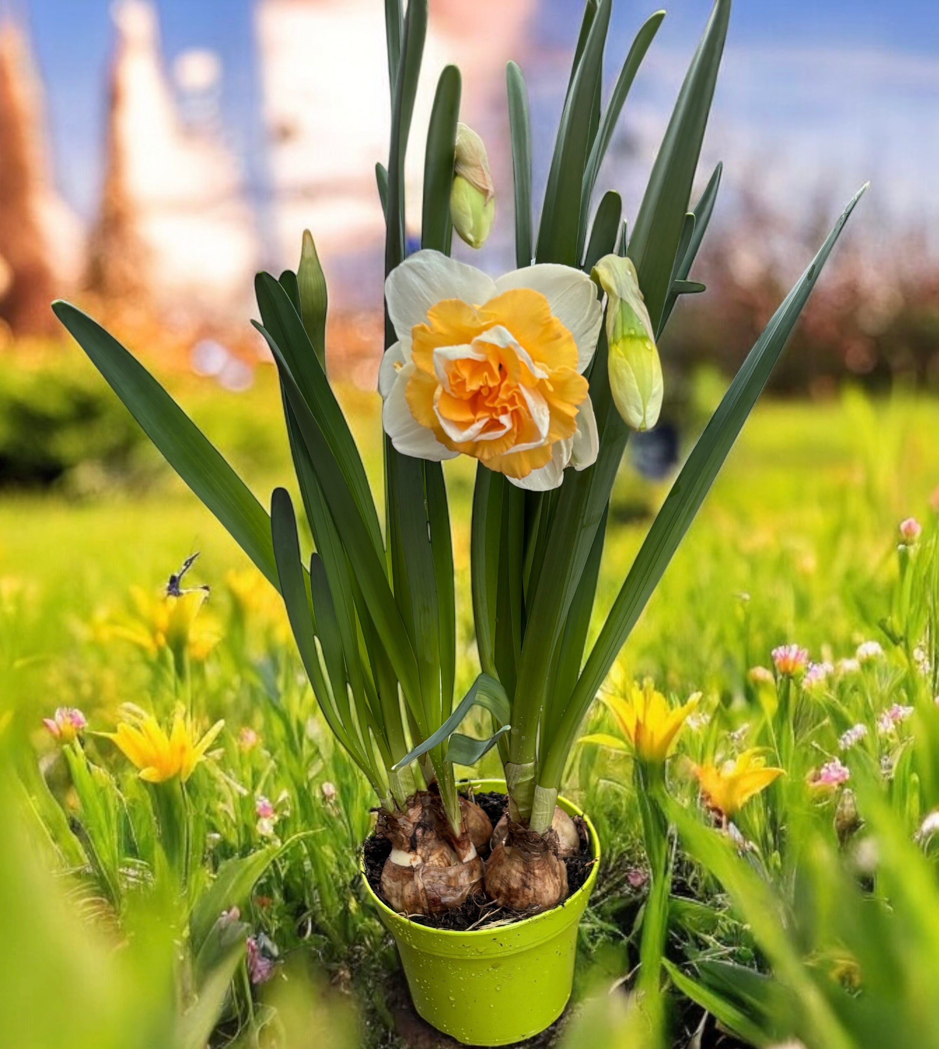 Narcise cu flori mari, bicolore si duble, parfumate - Narcissus 'Golden Pearl'