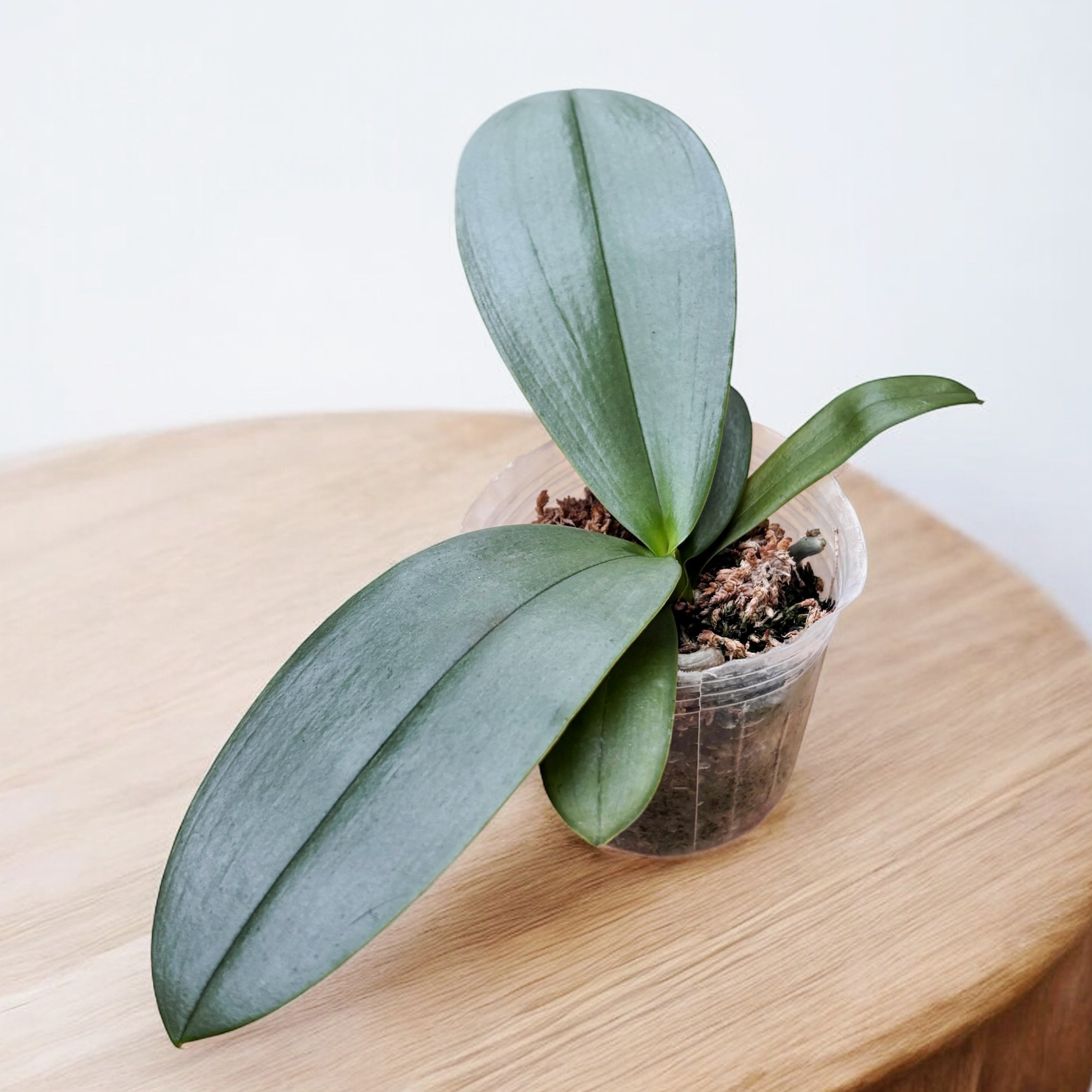 Phalaenopsis Auspice Green Lake 'Prince' (foglie argentee) - fiori profumati