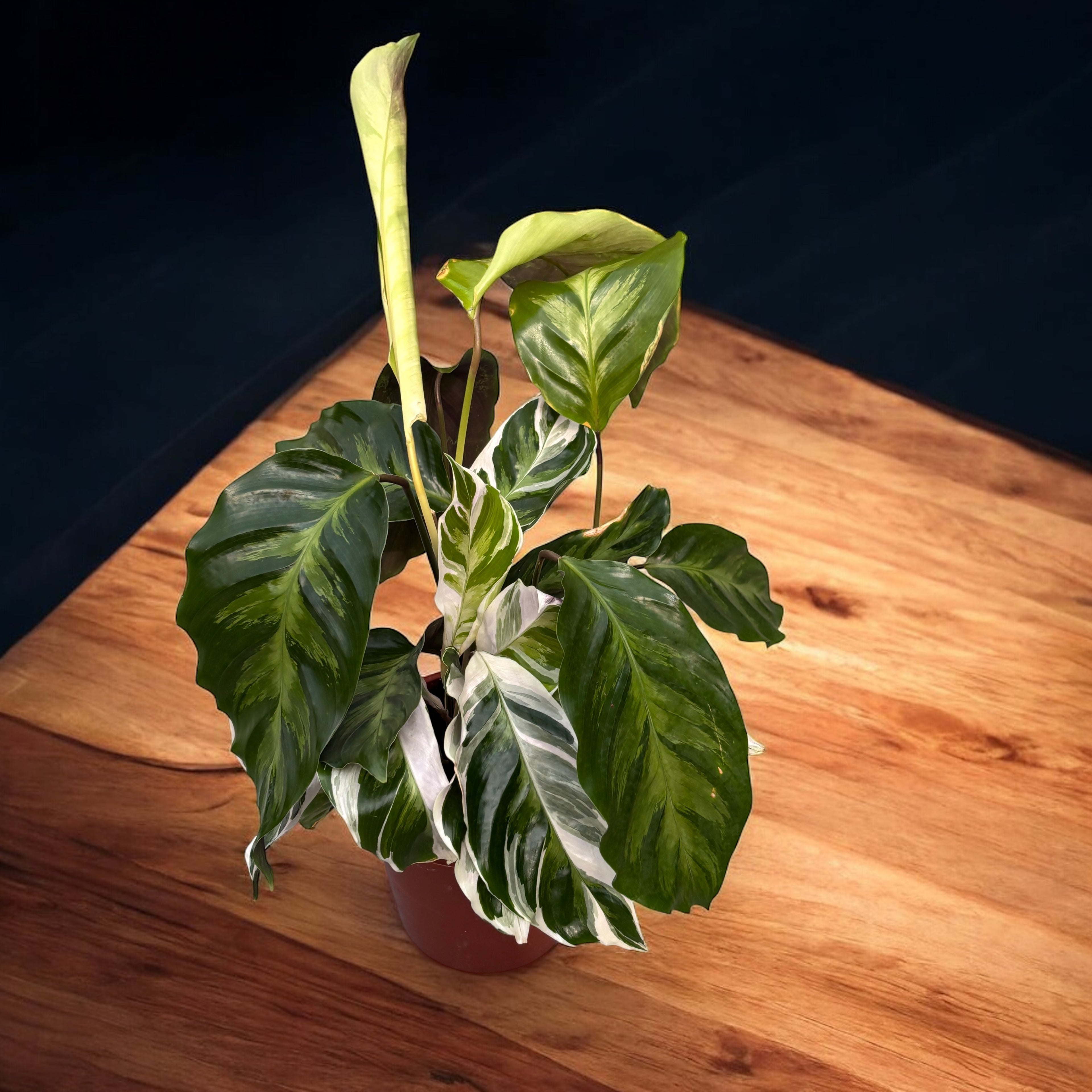 Calathea 'White Fusion' D14