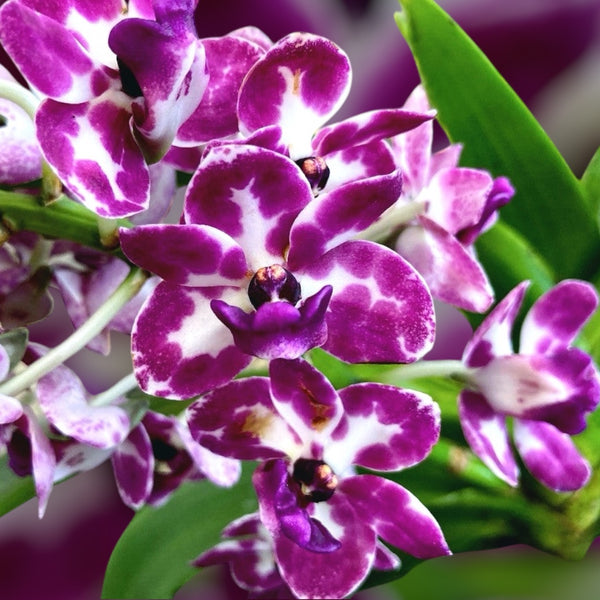 Rhynchostylis gigantea 'Rubra' intensely fragrant