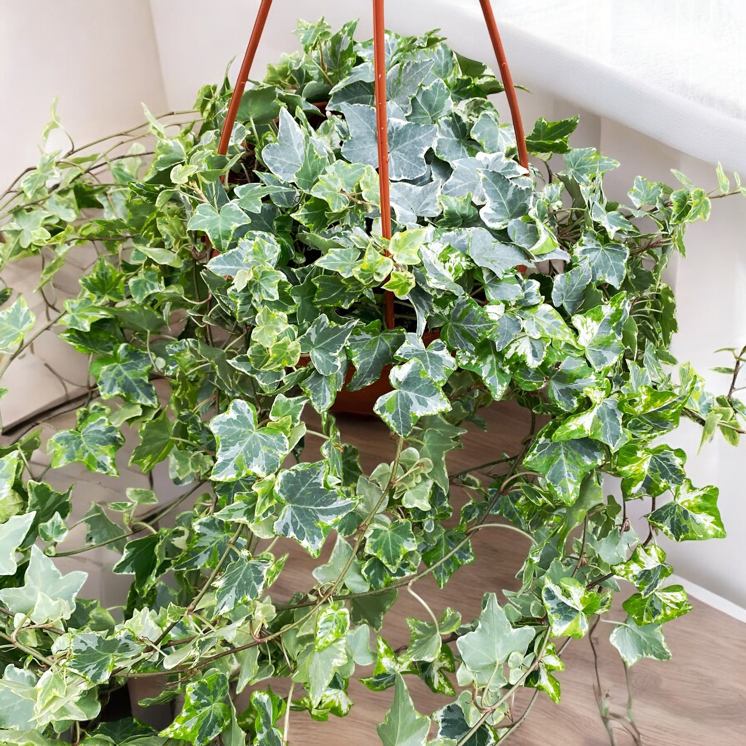 Hedera Mint Kolibri - Iedera curgatoare in bol