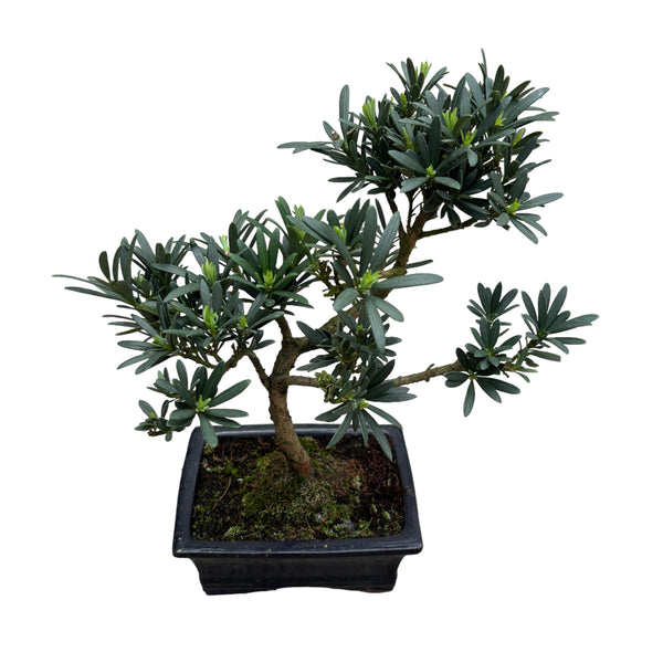 Bonsai Podocarpus (forma S)