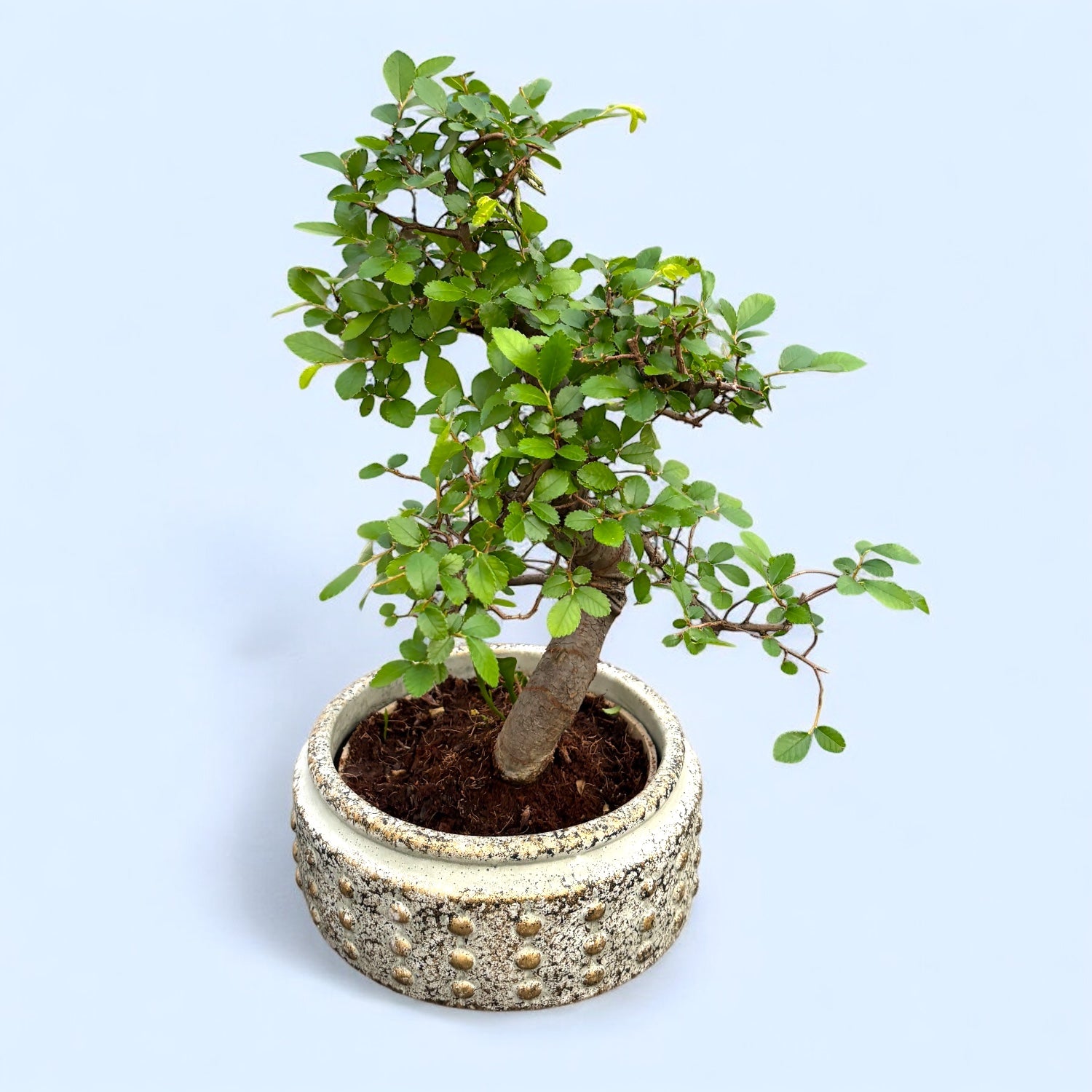 Bonsai & Accesorii: Ghivece Ceramice, Substrat & Unelte – Secret