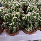 Cereus peruvianus florida 'paolina'