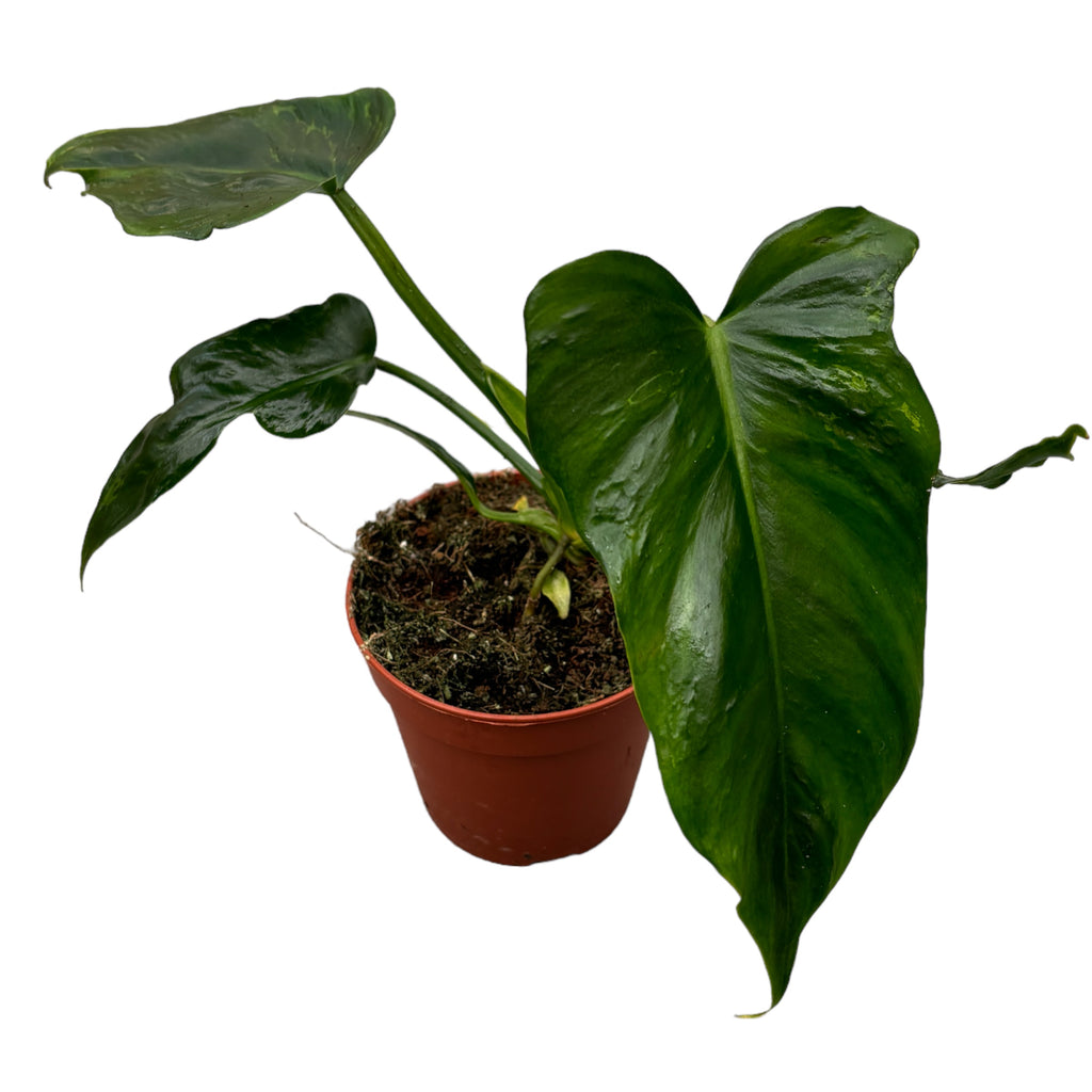Philodendron Gefleckter Goldener Drache