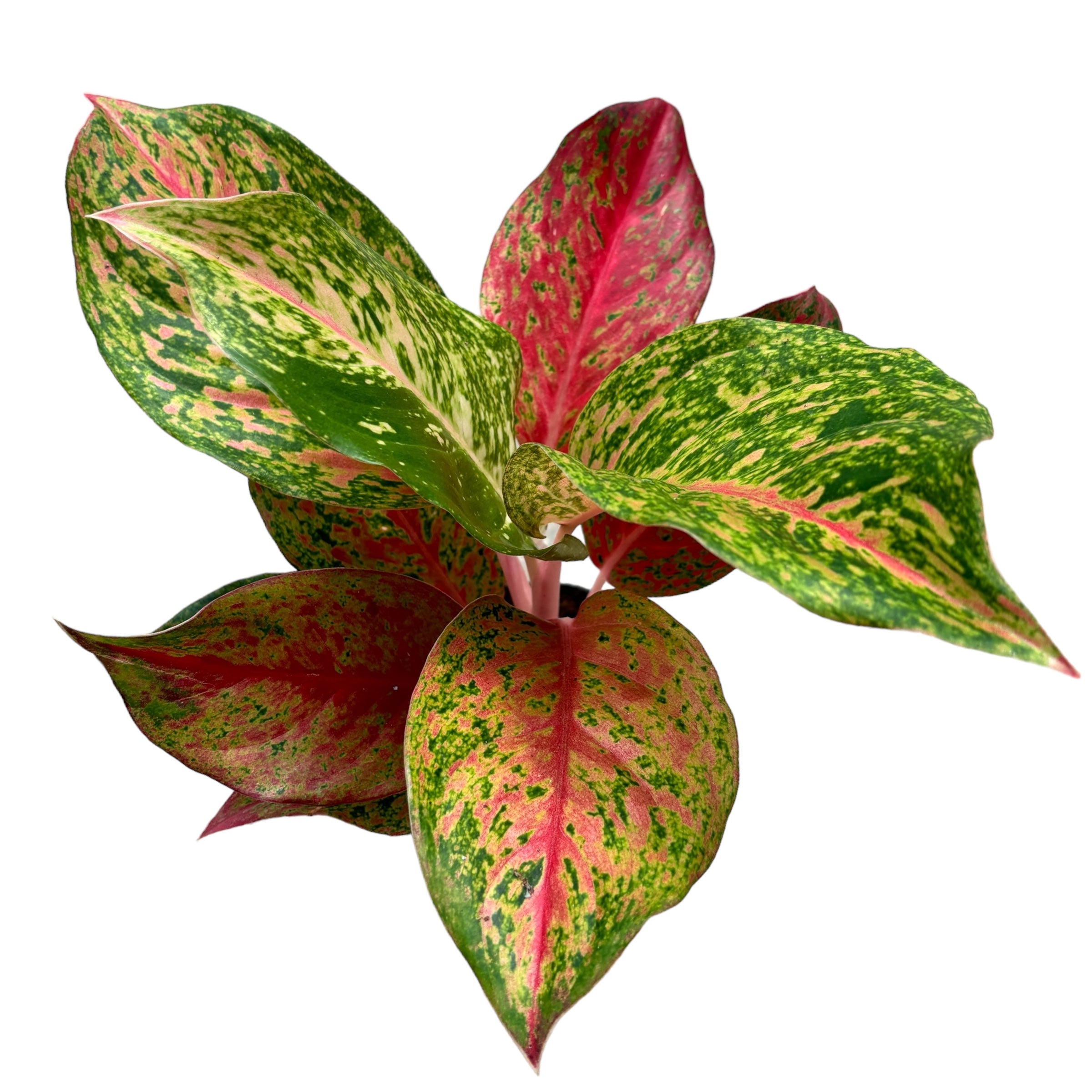 Aglaonema 'Samba Red'