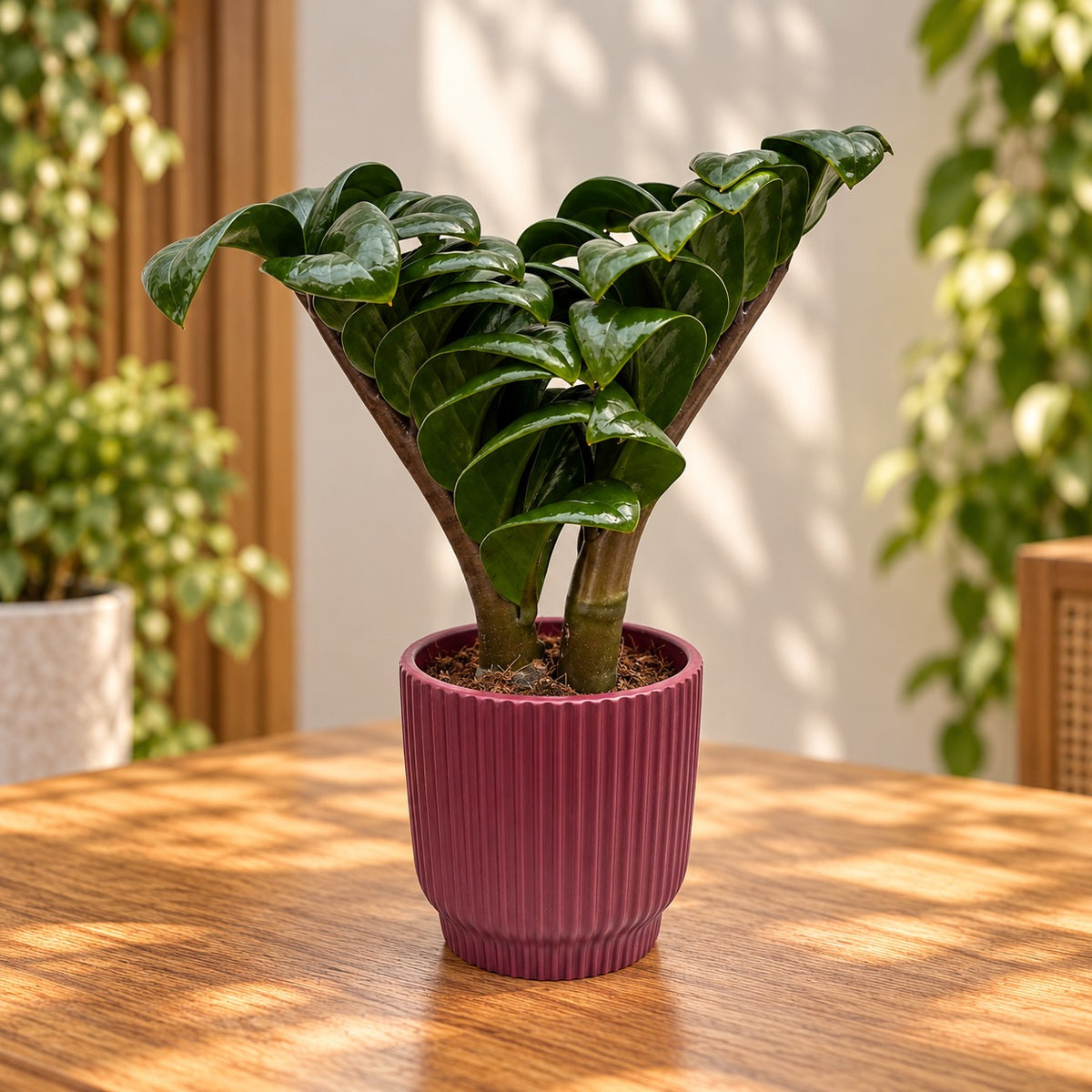 Zamioculcas zamiifolia ‘Zenzi’ – κομψότητα συμπαγής, ιδανική για κάθε πράσινο χώρο