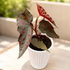 Begonia amphioxus x malachosticta