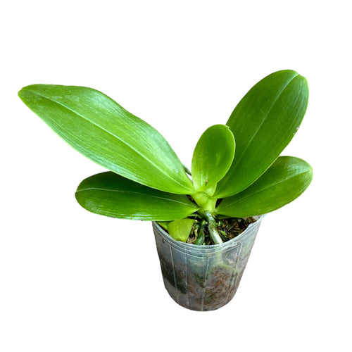 Phalaenopsis Orchid World (Phal. Malibu Imp × Phal. Deventeriana) - illatos