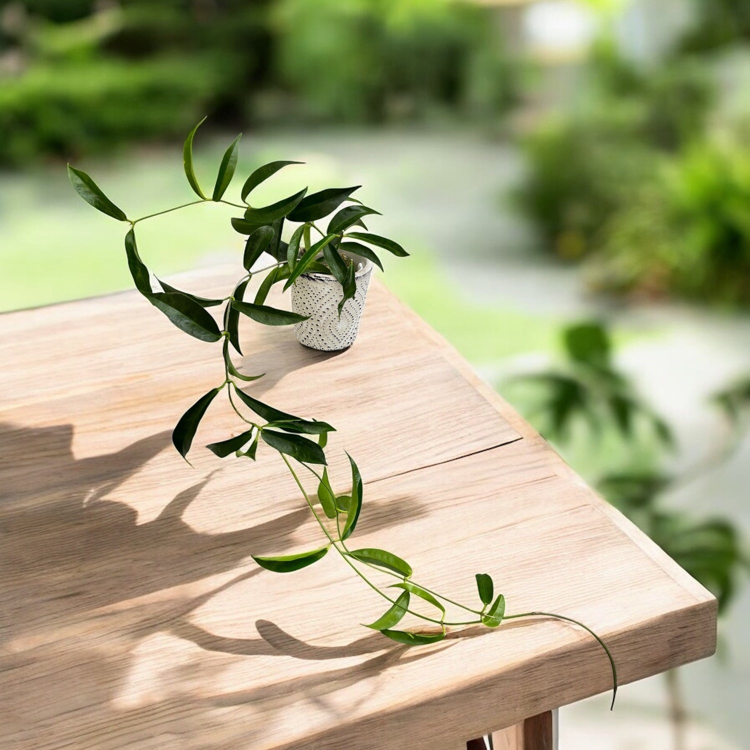 Hoya chlorantha - flori parfumate, exemplare dezvoltate