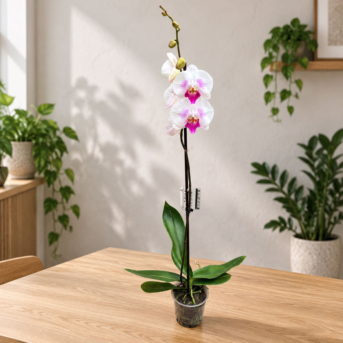 Phalaenopsis Limited #08 big lip