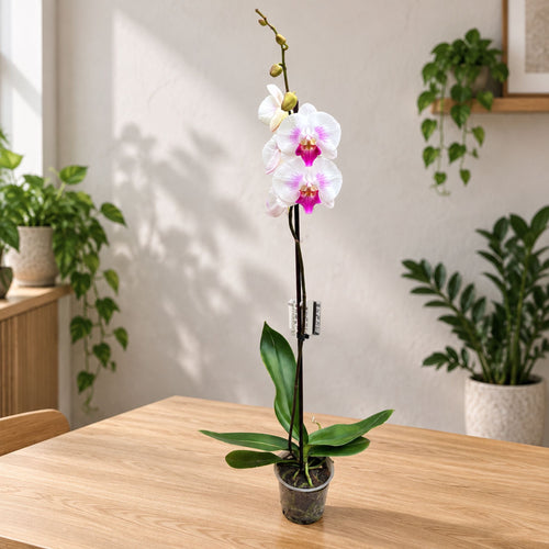 Phalaenopsis Limited #08 big lip