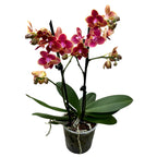 Phalaenopsis Bowdion