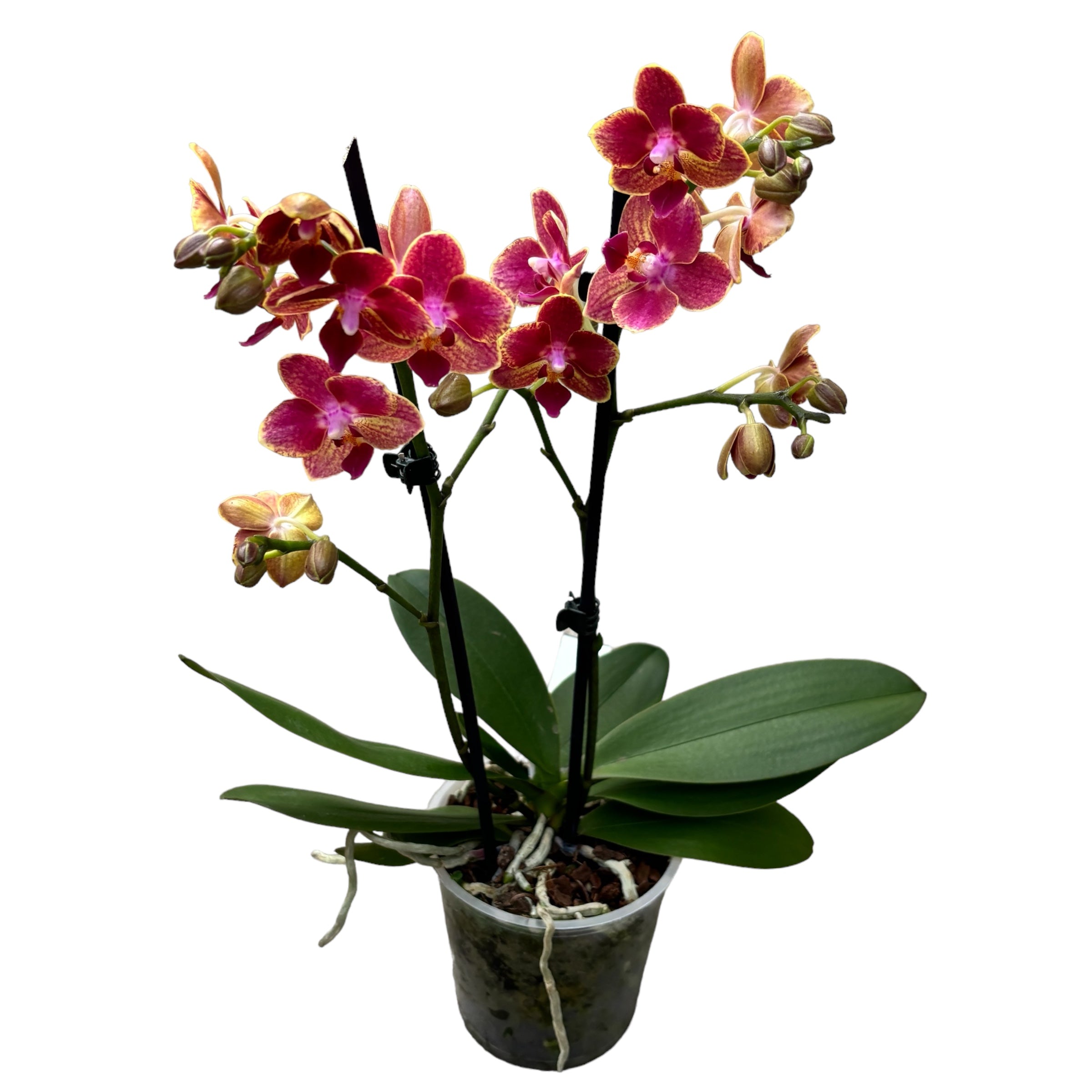 Phalaenopsis Bowdion