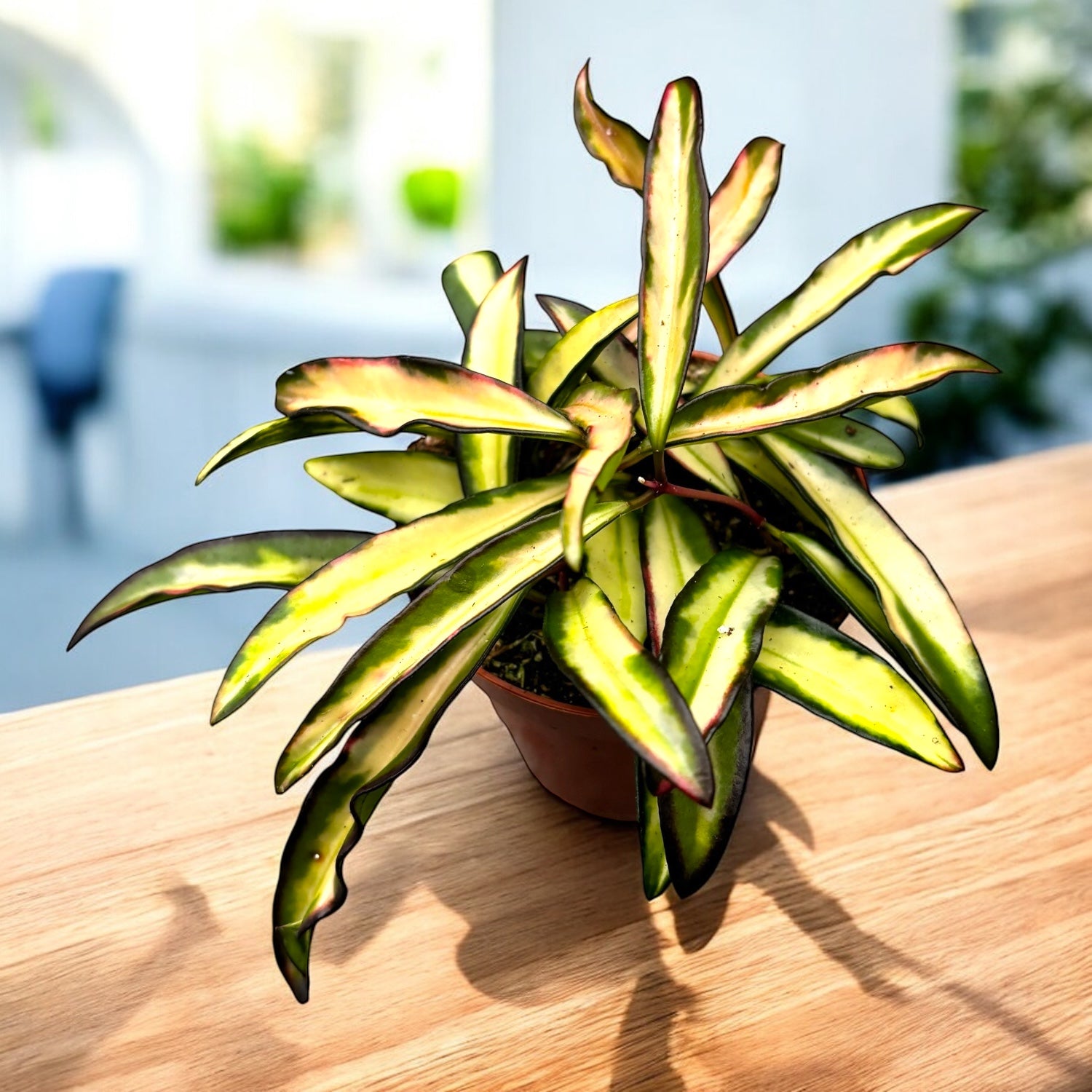 Hoya wayetii 'Variegata' - fulla krukor D9