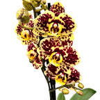 Phalaenopsis 'Limited #26’