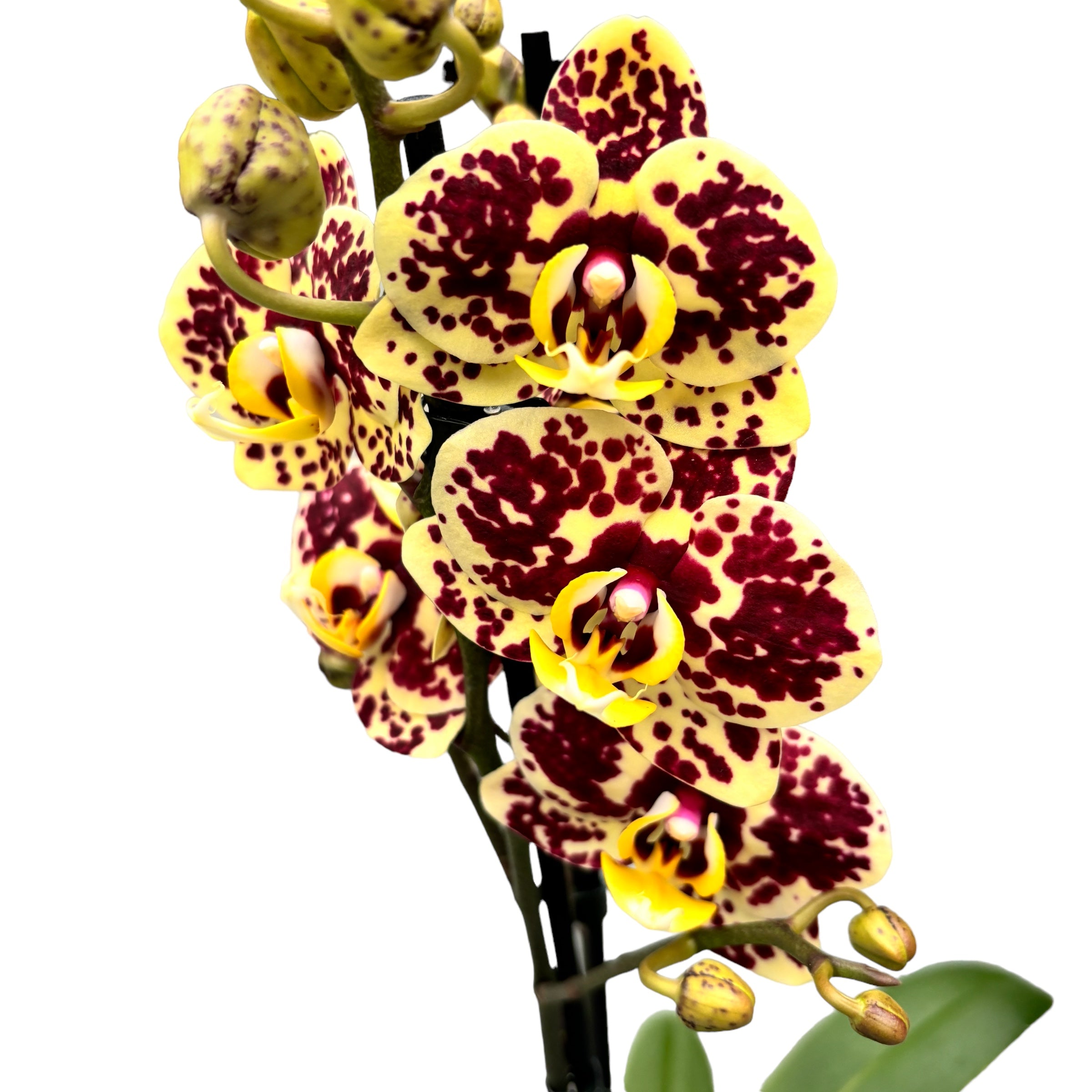 Phalaenopsis 'Limited #26’
