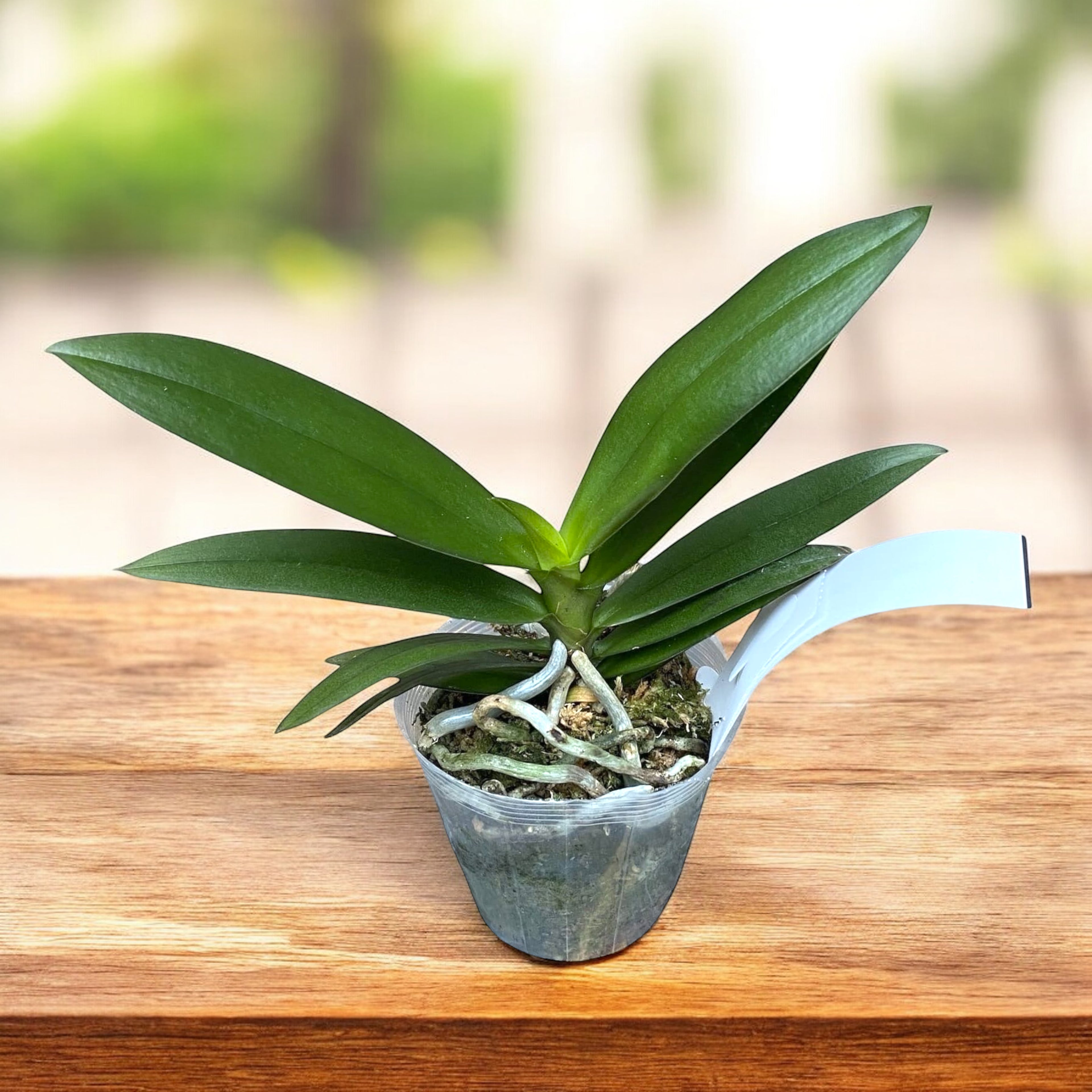 Phalaenopsis Miki Fire Bat 'Pluto' (peloric)