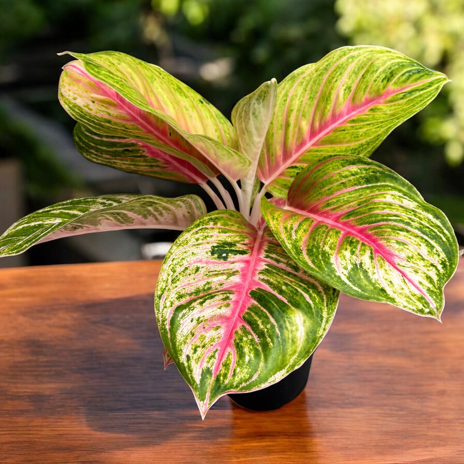 aglaonema - planta intunericului Aglaonema Iguana Red