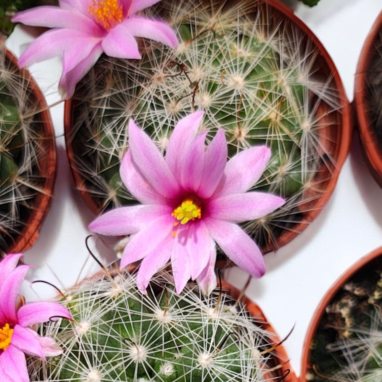 Mammillaria insularis – cactus rar cu flori roz si spini decorativi