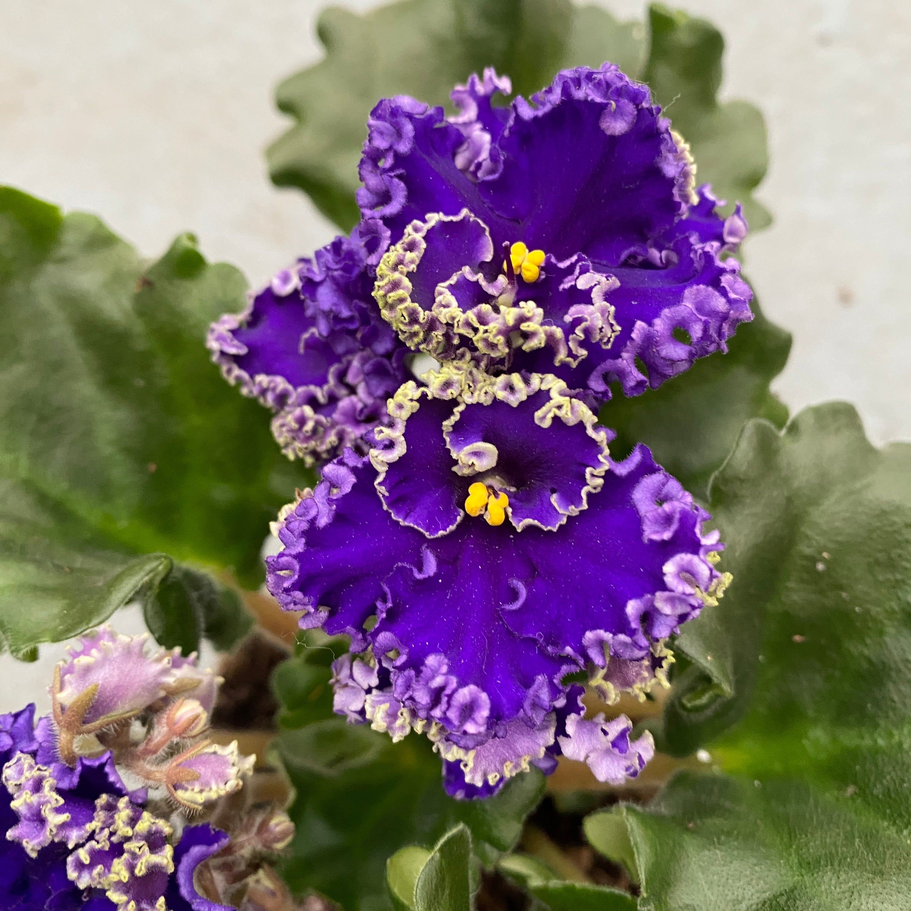 Saintpaulia Optimara Ever Special (Curly Dark Blue)