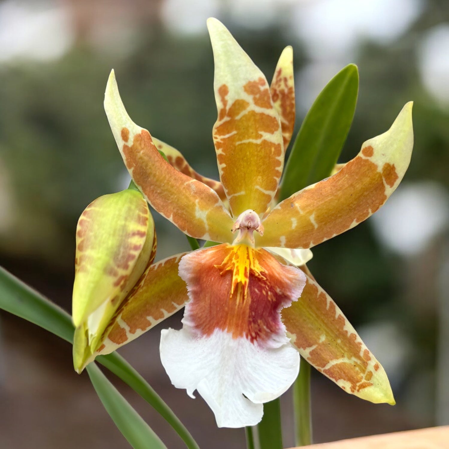 Cambria speciala parfumata