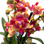 Phalaenopsis Rising Sun - illatos pelóriavirágok