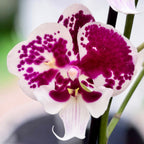Phalaenopsis 'Untold Stories' stor läpp - unik