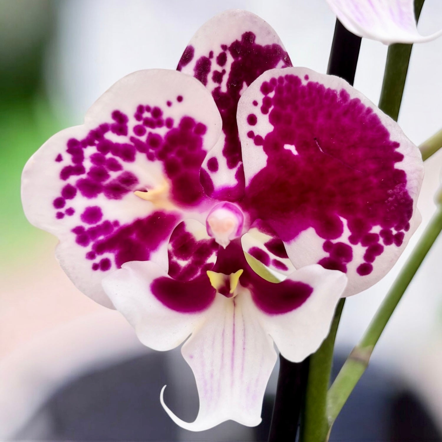 Phalaenopsis 'Untold Stories' grande labbro - unicum