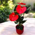 Anthurium 'Royal Champion Rosso'