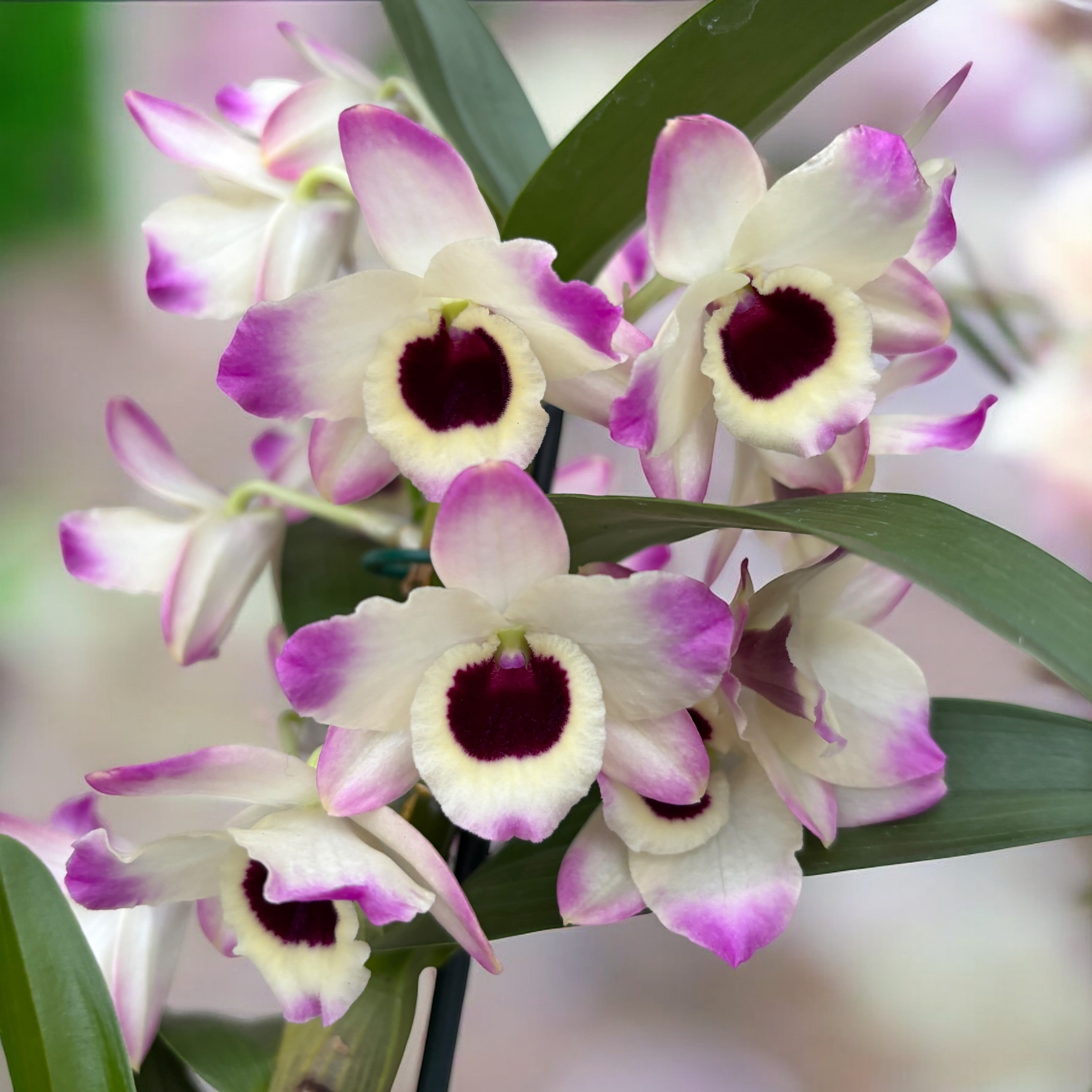 Dendrobium Sunny Eyes *fragrant