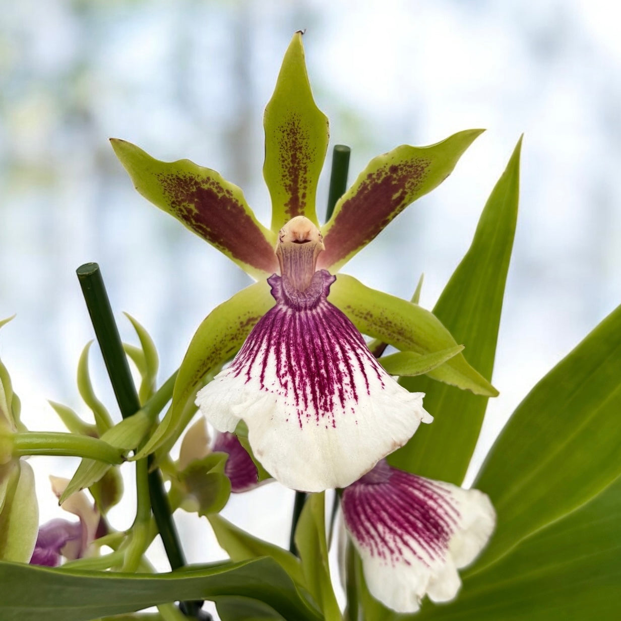 Zygopetalum Rhein Harlequin 'Strong' (fleurs intensément parfumées)