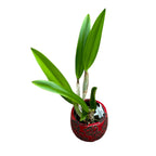 Rlc. Golf Green 'Hair Pig'