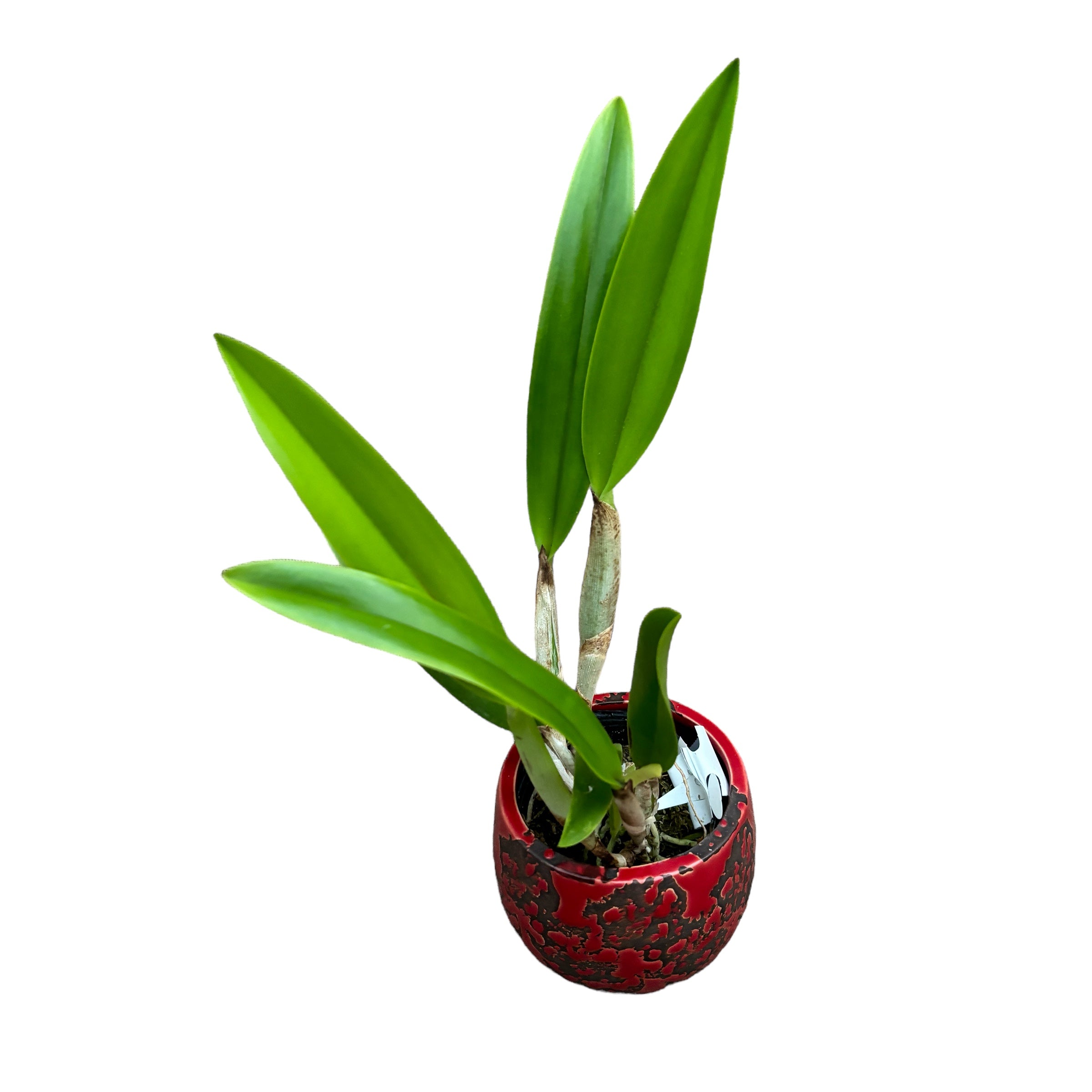 Rlc. Golf Green 'Hair Pig'