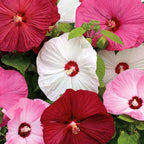 Hibiscus moscheutos ‘Extreme Hot Pink Imp’ – flerårig hibiskus med jättestora, intensivt rosa blommor