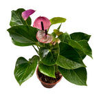 Anthurium ‘Baby Purple’ – kompakte Eleganz in intensiven Violetttönen