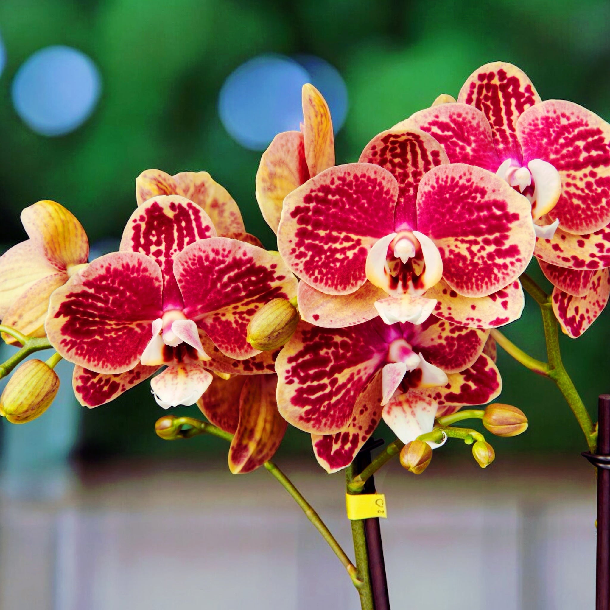 Phalaenopsis OX Bravo (Spears, Brainstorm)