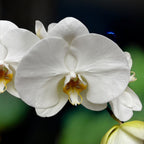 Phalaenopsis Sogo Yukidian 'V3' (Witte Florious) - XXL bloem