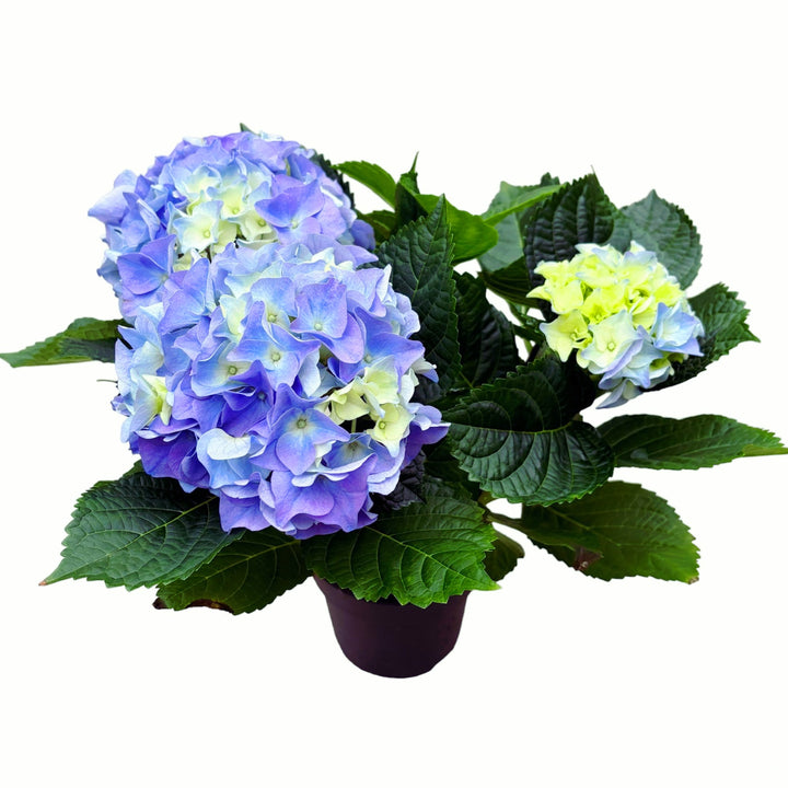 Hydrangea macrophylla 'Early Blue'